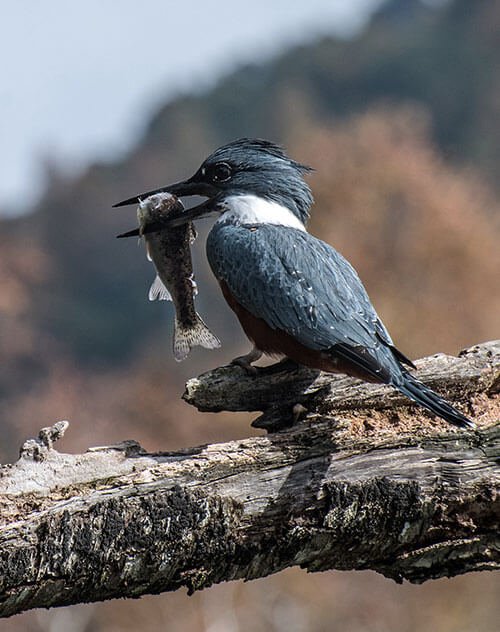 Birdwatching