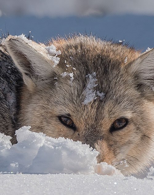 Wildlife Photography
