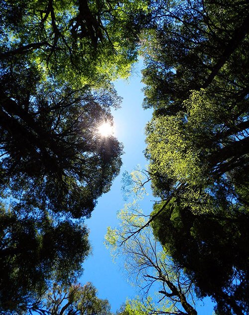 Forest Bathing